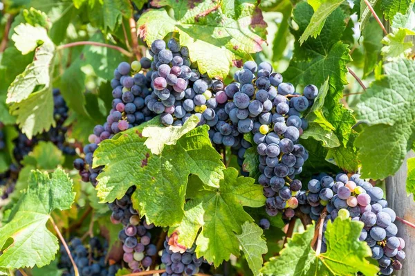 Selective Focus Shot Ripe Grapes Hanging Vine — Stock Photo, Image