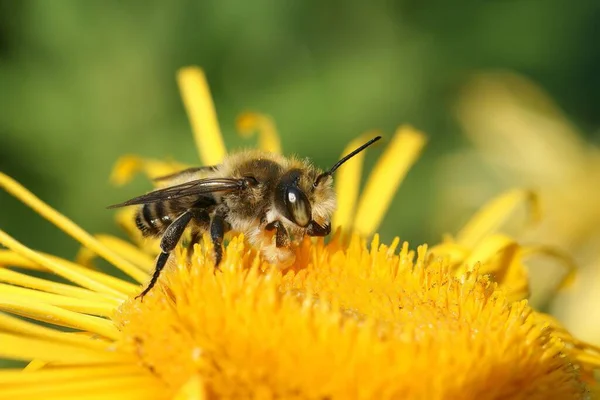 Zbliżenie Pszczoły Przecinającej Liście Willughby Ego Żółtym Mniszku Lekarskim — Zdjęcie stockowe