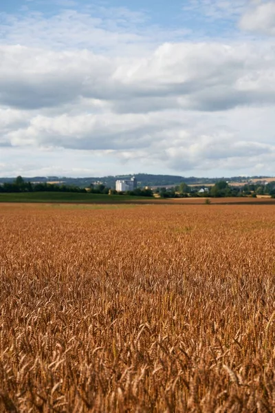 Вертикальный Кадр Спелых Зерновых Полей Пшеницы Облачном Небе — стоковое фото