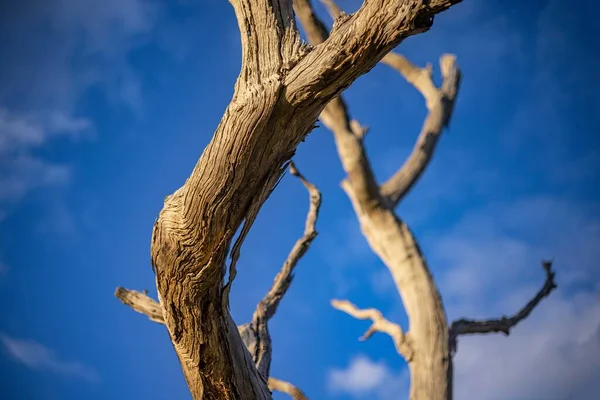 夕阳西下 枯死的树枝在蓝天的映衬下的特写 — 图库照片