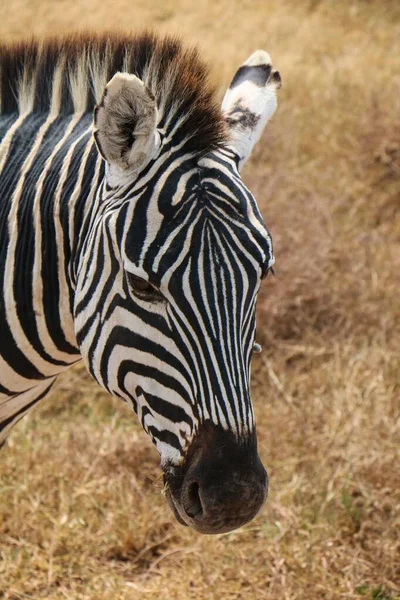 Retrato Close Uma Zebra Prado Amarelo Com Fundo Embaçado — Fotografia de Stock