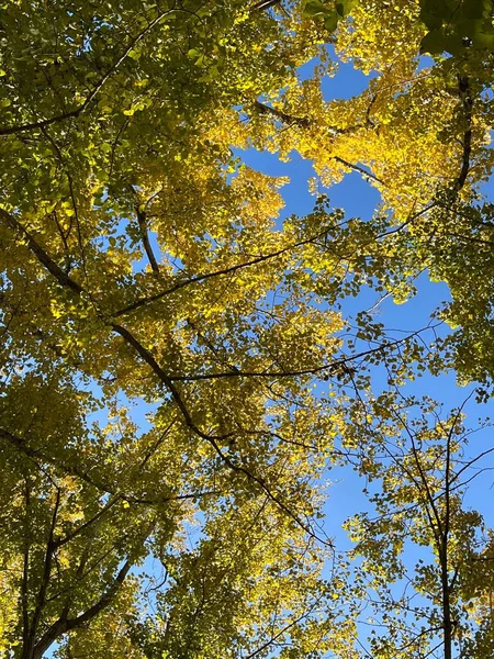 stock image look up the sky with the trees in the Autumn