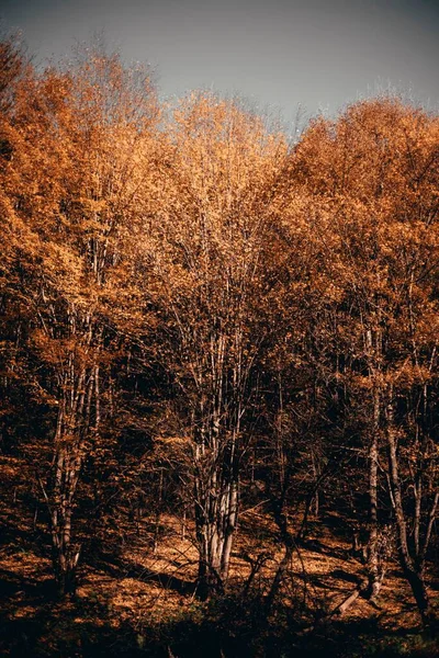 Een Verticaal Shot Van Herfst Bomen Een Woud Lesidren Bulgarije — Stockfoto