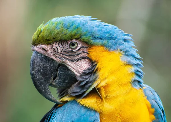 Uma Macro Rosto Macaw — Fotografia de Stock