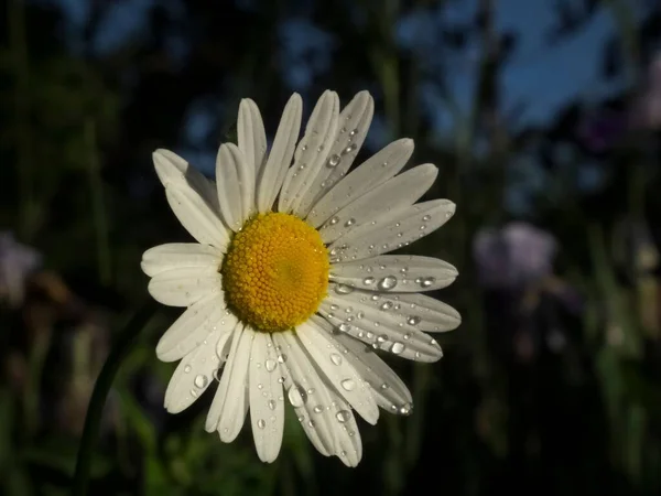 Närbild Tusensköna Blomma Med Vattendroppar — Stockfoto