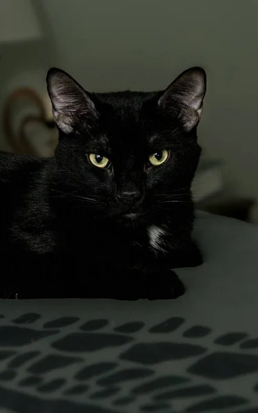 一只黑猫坐在床上的垂直镜头 — 图库照片