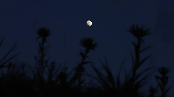 Några Silhuetter Växter Mot Halvmåne Den Mörka Himlen Bakgrund — Stockfoto