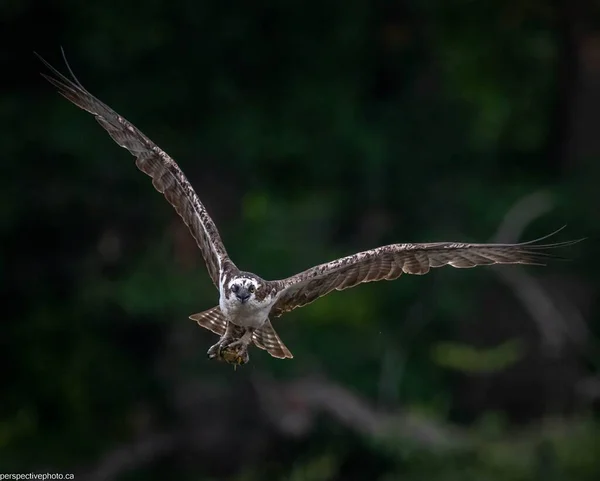 Ένα Κοντινό Πλάνο Ενός Osprey Που Πετάει Στον Αέρα Φτερά — Φωτογραφία Αρχείου