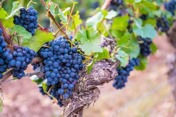 Zbliżenie Świeżych Dojrzałych Pysznych Kiści Winogron Wiszących Winnicy — Zdjęcie stockowe