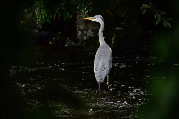 池の中の灰色のヒロン Ardea Cinerea の選択 — ストック写真