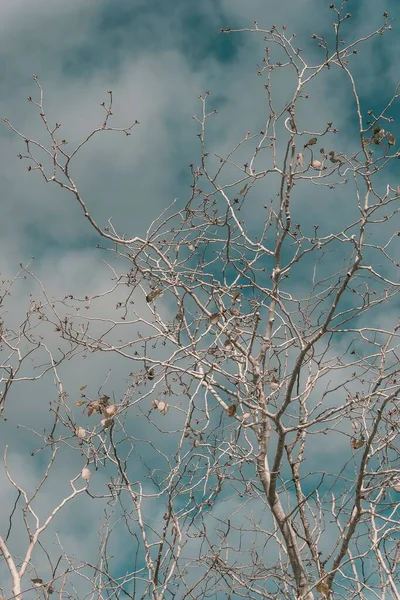 Galhos Árvore Sem Folhas Com Fundo Azul Desfocado — Fotografia de Stock