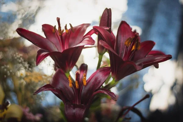 庭の赤いユリの花の選択的な焦点 — ストック写真