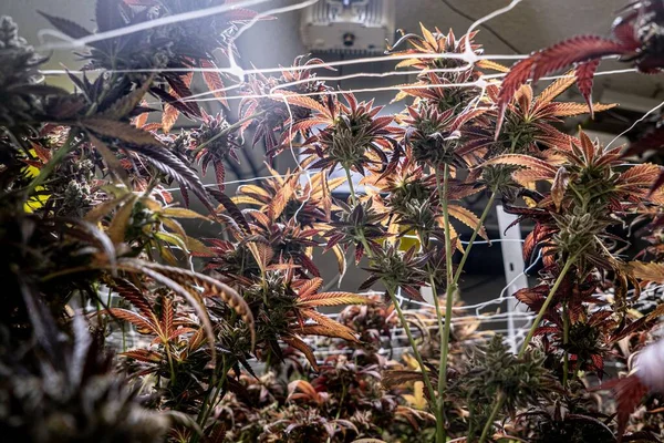 Cannabis Sativa Planten Groeien Binnen Onder Verlichting Een Medisch Concept — Stockfoto