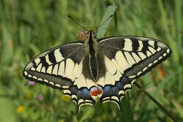 Krásné Detailní Záběry Starého Vlaštovčího Motýla — Stock fotografie