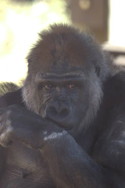 Ένα Κάθετο Πορτραίτο Γορίλα Gorilla Beringei Ζωολογικό Κήπο — Φωτογραφία Αρχείου