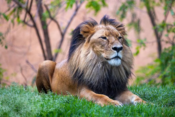 A closeup portrait of lion king sitting on a grass in Adelaide zoo