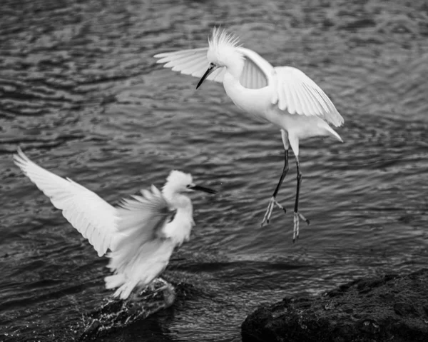 Grayscale Closeup Two Egrets Flying Water — Stock Photo, Image