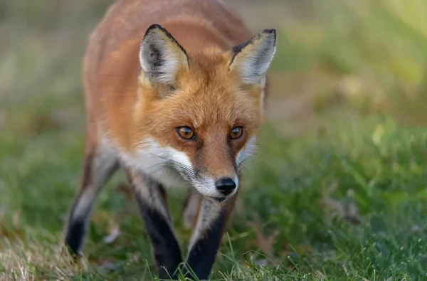 Selektywne Ujęcie Red Foxa Lesie — Zdjęcie stockowe