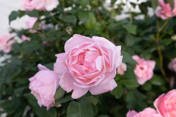 Różowa Róża Bliska Strzał — Zdjęcie stockowe