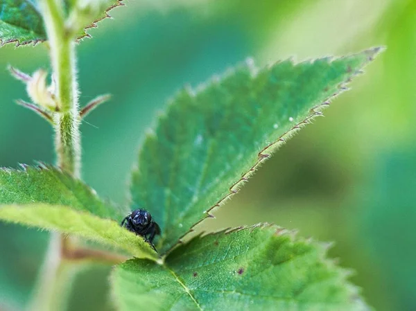 家蝇在植物的绿叶之间拍出的宏观照片 — 图库照片