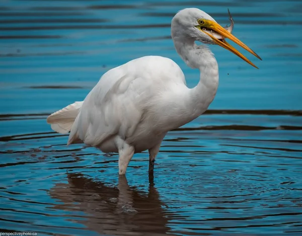 Tiro Seletivo Foco Egret Que Come Peixes Lago — Fotografia de Stock