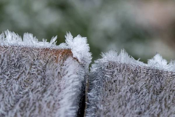 Крупним Планом Знімок Кристалів Снігу Дереві — стокове фото