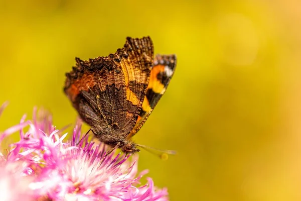 Крупним Планом Маленька Черепашка Метелик Будяку Полі — стокове фото