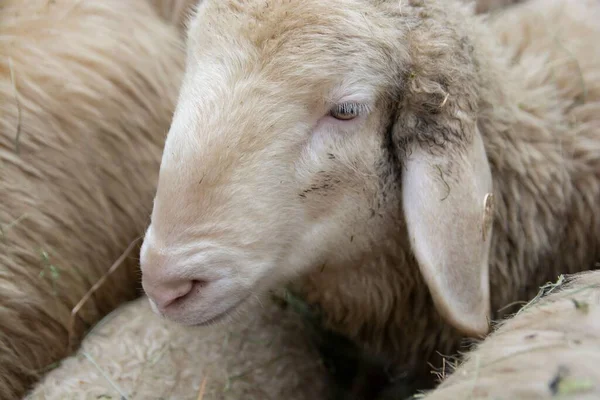 ふわふわの白いメリノランシャフの羊のクローズアップ — ストック写真