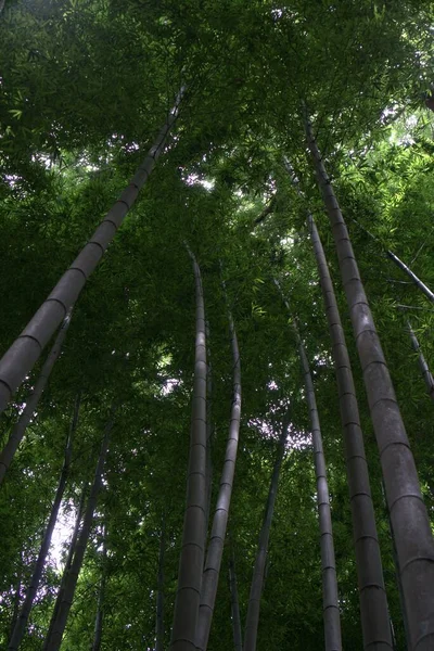 초록빛으로 대나무의 수직낮은 — 스톡 사진