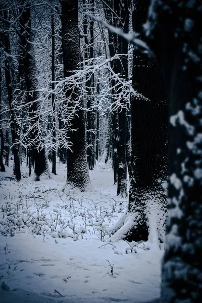 Вертикальный Снимок Леса Покрытого Снегом — стоковое фото