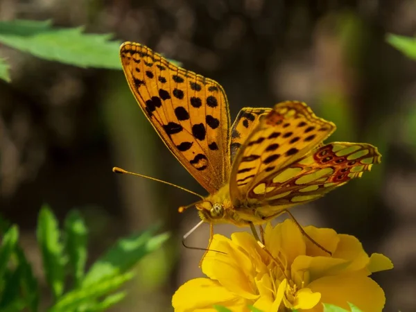 マリーゴールド上のアジアのカンマ ポリゴニアC オーレウム 蝶のマクロ — ストック写真