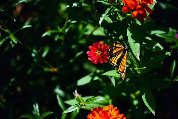 Una Mariposa Monarca Herida Posada Sobre Una Flor Aislada Fondo — Foto de Stock