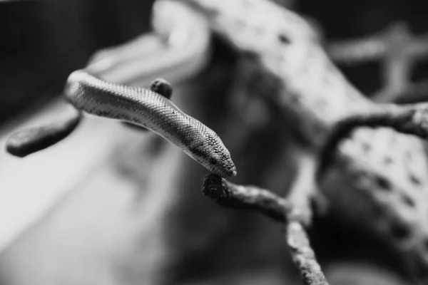 Wybiórcze Ujęcie Węża Poruszającego Się Wzdłuż Gałęzi Skali Szarości — Zdjęcie stockowe