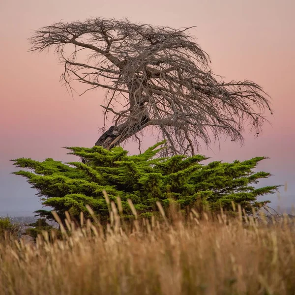 Tote Zypresse Mit Einem Lebenden Baum Darunter Bei Sonnenuntergang Mit — Stockfoto