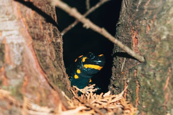 Чёрно Жёлтая Огненная Саламандра Подглядывает Деревьями Лесу — стоковое фото
