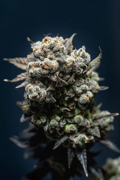 Eine Vertikale Einer Cannabis Sativa Pflanze Auf Blauem Hintergrund Nahaufnahme — Stockfoto