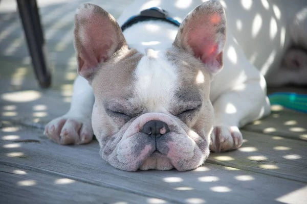 Franska Bulldoggen Sover Trägolv — Stockfoto