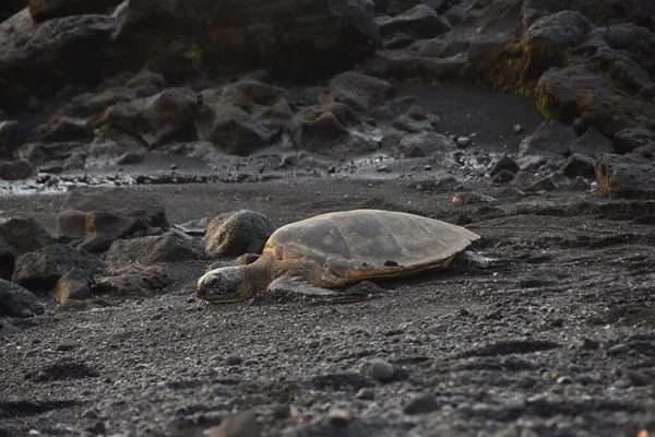 Een Schildpad Het Zandstrand — Stockfoto