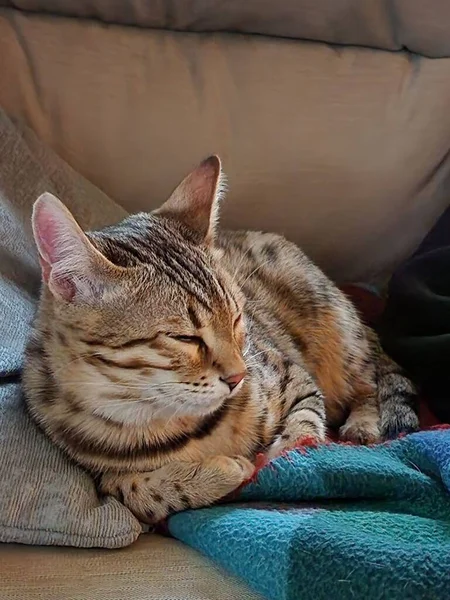 ソファの上に座っているかわいい縞模様のベンガル猫の垂直ショット — ストック写真