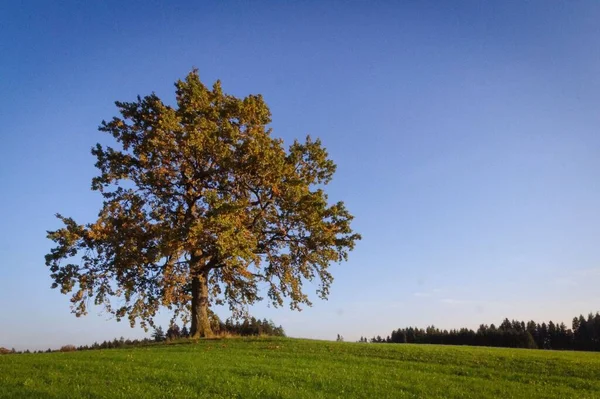 Uma Paisagem Com Uma Árvore Campo Verde — Fotografia de Stock