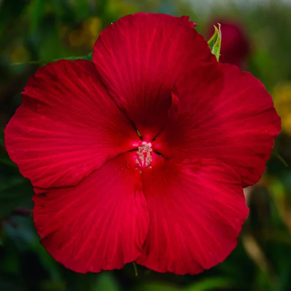 Detailní Záběr Rozkvetlé Červené Květy Ibišku — Stock fotografie
