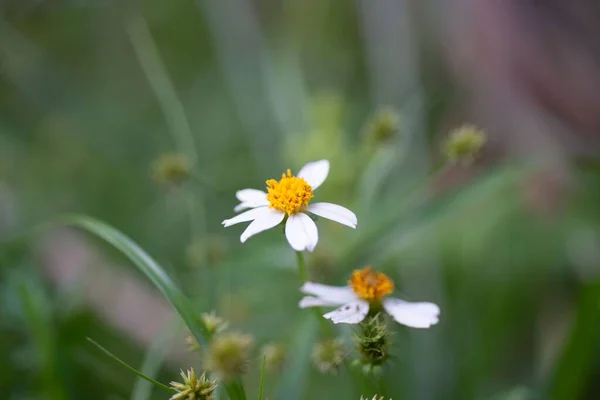 White Bidens Alba Flower Green Field Selective Focus — Stock fotografie