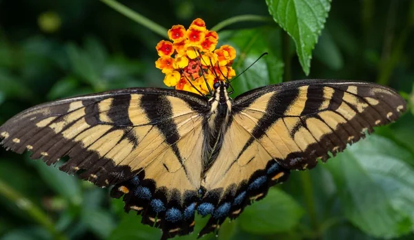 Eine Nahaufnahme Von Papilio Machaon Schmetterling Der Auf Einer Blume — Stockfoto