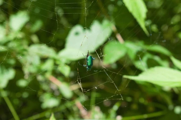 Een Zes Gevlekte Tijger Kever Een Spinnenweb — Stockfoto