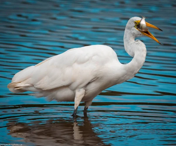 Uma Bela Vista Grande Egret Comer Peixe Perto Lago — Fotografia de Stock
