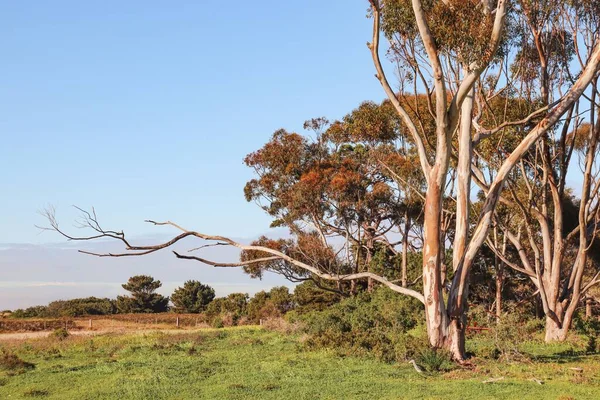 Une Vue Des Grands Eucalyptus Dans Champ Vert Par Une — Photo
