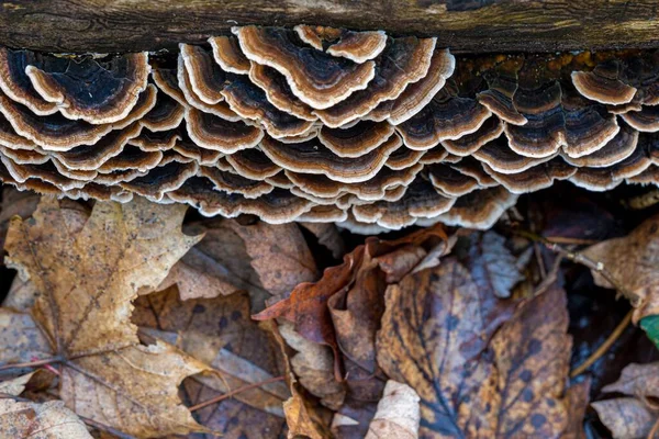 Eine Nahaufnahme Von Oben Von Einem Pilz Polypores Wächst Auf — Stockfoto