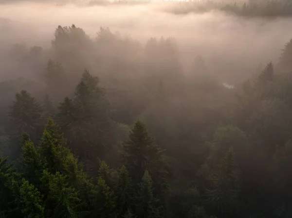 日出时乡间雾蒙蒙的森林的鸟瞰图 — 图库照片