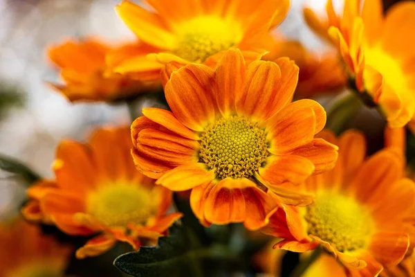 Egy Közeli Kép Narancsvirágokról Piacon — Stock Fotó