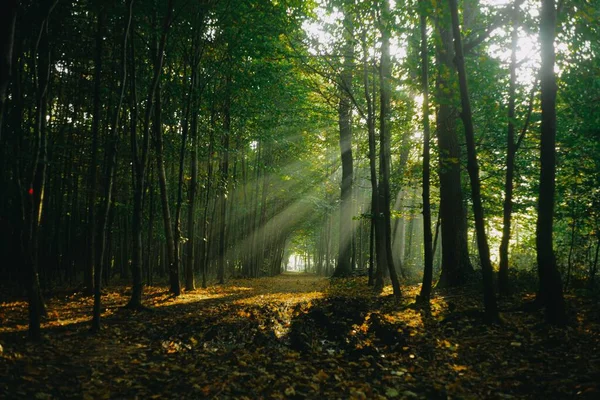 beautiful panorama landscape with sun rays between the leafs in a forest at sunrise. sun rays shine through trees. panoramic view with forest path.